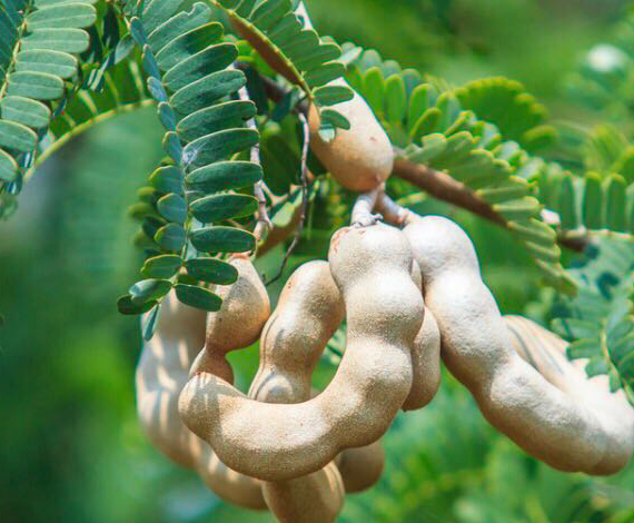 Various Cupcakes Designs